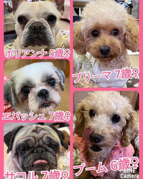 🐾今日の里親様募集中ワンコ🐶メンバーです🐾2022,12,14【保護犬カフェ天神橋店】